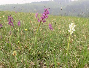 Orchis mascula (Orchidaceae)  - Orchis mâle - Early-purple Orchid Philippeville [Belgique] 06/05/2006 - 200m