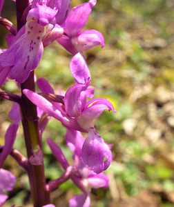 Orchis mascula (Orchidaceae)  - Orchis mâle - Early-purple Orchid Philippeville [Belgique] 06/05/2006 - 240m