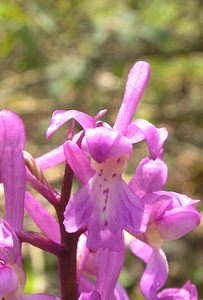 Orchis mascula (Orchidaceae)  - Orchis mâle - Early-purple Orchid Philippeville [Belgique] 06/05/2006 - 240m