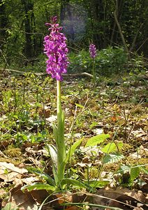 Orchis mascula (Orchidaceae)  - Orchis mâle - Early-purple Orchid Philippeville [Belgique] 06/05/2006 - 240m