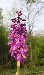 Orchis mascula (Orchidaceae)  - Orchis mâle - Early-purple Orchid Philippeville [Belgique] 06/05/2006 - 240m