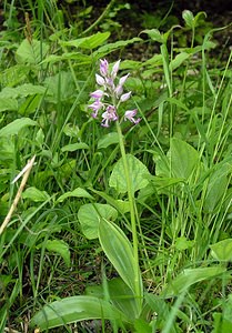 Orchis militaris (Orchidaceae)  - Orchis militaire, Casque militaire, Orchis casqué - Military Orchid Pas-de-Calais [France] 14/05/2006 - 60m