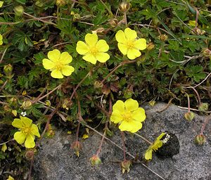 Potentilla reptans (Rosaceae)  - Potentille rampante, Quintefeuille - Creeping Cinquefoil Philippeville [Belgique] 06/05/2006 - 270m