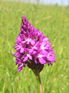 Anacamptis pyramidalis (Orchidaceae)  - Orchis pyramidal - Pyramidal Orchid Aisne [France] 11/06/2006 - 110m