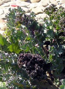 Crambe maritima (Brassicaceae)  - Crambe maritime, Choux marin - Sea-kale Pas-de-Calais [France] 03/06/2006