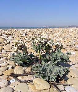 Crambe maritima (Brassicaceae)  - Crambe maritime, Choux marin - Sea-kale Pas-de-Calais [France] 03/06/2006