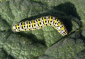 Cucullia verbasci (Noctuidae)  - Brèche - Mullein [moth] Pas-de-Calais [France] 03/06/2006 - 10m