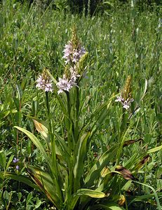 Dactylorhiza fuchsii (Orchidaceae)  - Dactylorhize de Fuchs, Orchis de Fuchs, Orchis tacheté des bois, Orchis de Meyer, Orchis des bois - Common Spotted-orchid Nord [France] 17/06/2006 - 10m