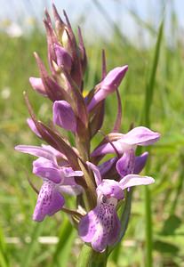 Dactylorhiza praetermissa (Orchidaceae)  - Dactylorhize négligé, Orchis négligé, Orchis oublié - Southern Marsh-orchid Aisne [France] 11/06/2006 - 120mparfois, comme ici on trouve cette esp?ce sur pelouse calcaire