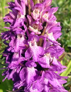 Dactylorhiza praetermissa (Orchidaceae)  - Dactylorhize négligé, Orchis négligé, Orchis oublié - Southern Marsh-orchid Nord [France] 17/06/2006 - 10m