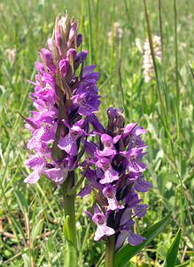 Dactylorhiza praetermissa (Orchidaceae)  - Dactylorhize négligé, Orchis négligé, Orchis oublié - Southern Marsh-orchid Nord [France] 17/06/2006 - 10m