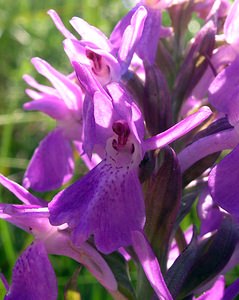 Dactylorhiza sphagnicola (Orchidaceae)  - Dactylorhize des sphaignes, Orchis des sphaignes Ardennes [France] 13/06/2006 - 350m