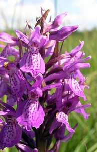 Dactylorhiza sphagnicola (Orchidaceae)  - Dactylorhize des sphaignes, Orchis des sphaignes Ardennes [France] 13/06/2006 - 460m