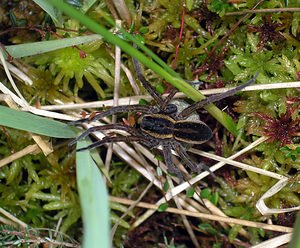 Dolomedes fimbriatus (Pisauridae)  - Dolomède des marais, Dolomède bordé - Raft Spider Ardennes [France] 25/06/2006 - 310m