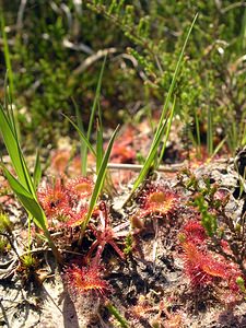 Drosera rotundifolia (Droseraceae)  - Rossolis à feuilles rondes, Droséra à feuilles rondes - Round-leaved Sundew Ardennes [France] 13/06/2006 - 320m