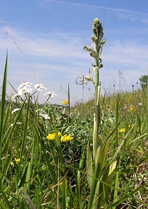 Himantoglossum hircinum (Orchidaceae)  - Himantoglosse bouc, Orchis bouc, Himantoglosse à odeur de bouc - Lizard Orchid Aisne [France] 11/06/2006 - 120m