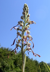 Himantoglossum hircinum (Orchidaceae)  - Himantoglosse bouc, Orchis bouc, Himantoglosse à odeur de bouc - Lizard Orchid Aisne [France] 11/06/2006 - 120m