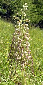 Himantoglossum hircinum (Orchidaceae)  - Himantoglosse bouc, Orchis bouc, Himantoglosse à odeur de bouc - Lizard Orchid Aisne [France] 11/06/2006 - 120m