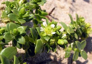 Honckenya peploides (Caryophyllaceae)  - Honckénye faux péplis, Honckénye fausse péplide, Honckénya faux péplis, Honckénya fausse péplide, Pourpier de mer - Sea Sandwort Pas-de-Calais [France] 03/06/2006