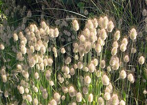 Lagurus ovatus (Poaceae)  - Lagure ovale, Lagure queue-de-lièvre, Gros-minet, Queue-de-lièvre - Hare's-tail Pas-de-Calais [France] 03/06/2006 - 10m