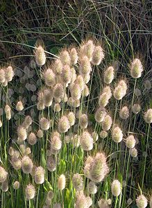 Lagurus ovatus (Poaceae)  - Lagure ovale, Lagure queue-de-lièvre, Gros-minet, Queue-de-lièvre - Hare's-tail Pas-de-Calais [France] 03/06/2006 - 10m