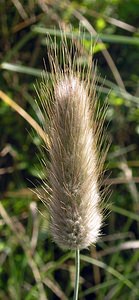 Lagurus ovatus (Poaceae)  - Lagure ovale, Lagure queue-de-lièvre, Gros-minet, Queue-de-lièvre - Hare's-tail Pas-de-Calais [France] 03/06/2006 - 10m