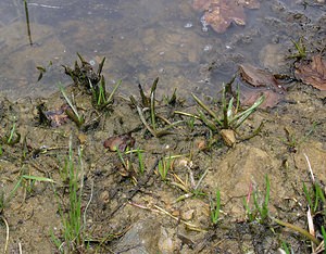 Littorella uniflora Littorelle à une fleur, Littorelle des étangs, Littorelle des lacs Shoreweed