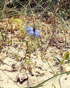 Nigella damascena (Ranunculaceae)  - Nigelle de Damas, Herbe de Capucin - Love-in-a-mist Nord [France] 17/06/2006 - 10msujet ? p?tales multiples, probablement ?chapp? d'un jardin