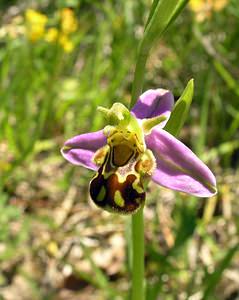 Ophrys apifera (Orchidaceae)  - Ophrys abeille - Bee Orchid Aisne [France] 11/06/2006 - 110m