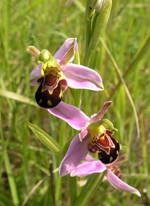 Ophrys apifera Ophrys abeille Bee Orchid