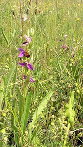 Ophrys apifera (Orchidaceae)  - Ophrys abeille - Bee Orchid Nord [France] 17/06/2006