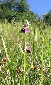 Ophrys fuciflora (Orchidaceae)  - Ophrys bourdon, Ophrys frelon - Late Spider-orchid Aisne [France] 11/06/2006 - 120m