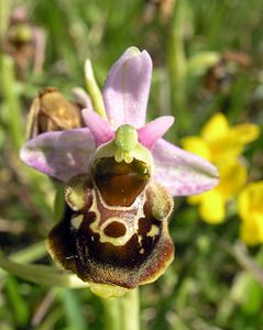 Ophrys fuciflora (Orchidaceae)  - Ophrys bourdon, Ophrys frelon - Late Spider-orchid Aisne [France] 11/06/2006 - 120m