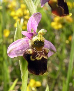 Ophrys fuciflora (Orchidaceae)  - Ophrys bourdon, Ophrys frelon - Late Spider-orchid Aisne [France] 11/06/2006 - 120m