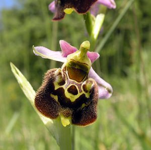 Ophrys fuciflora (Orchidaceae)  - Ophrys bourdon, Ophrys frelon - Late Spider-orchid Aisne [France] 11/06/2006 - 120m