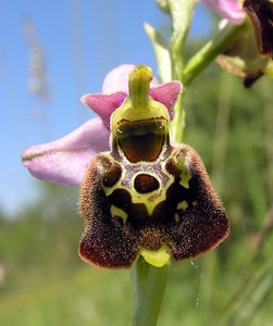 Ophrys fuciflora (Orchidaceae)  - Ophrys bourdon, Ophrys frelon - Late Spider-orchid Aisne [France] 11/06/2006 - 120m