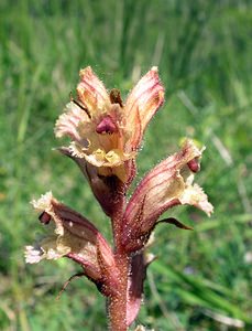 Orobanche alba (Orobanchaceae)  - Orobanche blanche, Orobanche du thym - Thyme Broomrape Aisne [France] 11/06/2006 - 130m