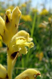 Orobanche teucrii (Orobanchaceae)  - Orobanche de la germandrée Aisne [France] 11/06/2006 - 120mO. teucrii f. aurea Teyber., tr?s rare.