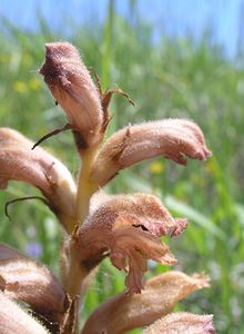 Orobanche teucrii (Orobanchaceae)  - Orobanche de la germandrée Aisne [France] 11/06/2006 - 100m