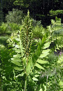 Osmunda regalis (Osmundaceae)  - Osmonde royale, Fougère fleurie, Fougère royale, Fougère aquatique - Royal Fern Ardennes [France] 13/06/2006 - 450m