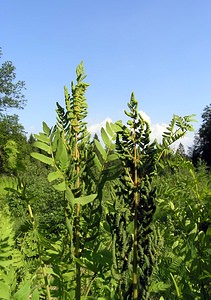 Osmunda regalis (Osmundaceae)  - Osmonde royale, Fougère fleurie, Fougère royale, Fougère aquatique - Royal Fern Ardennes [France] 13/06/2006 - 450m