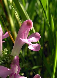 Pedicularis sylvatica (Orobanchaceae)  - Pédiculaire des forêts, Pédiculaire des bois, Herbe-aux-poux - Lousewort Ardennes [France] 13/06/2006 - 350m