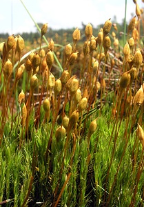 Polytrichum commune (Polytrichaceae)  - Common Haircap Ardennes [France] 13/06/2006 - 320m