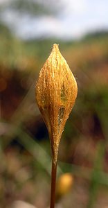 Polytrichum commune (Polytrichaceae)  - Common Haircap Ardennes [France] 13/06/2006 - 320m