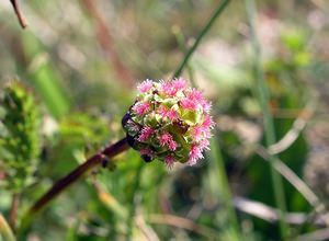 Poterium sanguisorba (Rosaceae)  - Petite sanguisorbe, Petite pimprenelle Pas-de-Calais [France] 03/06/2006 - 80m