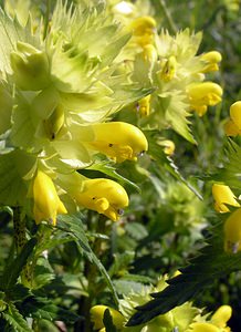 Rhinanthus minor (Orobanchaceae)  - Rhinanthe mineur, Petit cocriste, Petit rhinanthe, Rhinanthe à petites fleurs - Yellow-rattle Pas-de-Calais [France] 03/06/2006 - 10m