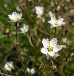 Spergula arvensis (Caryophyllaceae)  - Spargoute des champs, Spergule des champs, Espargoute des champs, Spargelle - Corn Spurrey Pas-de-Calais [France] 03/06/2006 - 30m