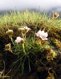 Armeria maritima (Plumbaginaceae)  - Armérie maritime, Gazon d'Olympe maritime, Herbe à sept têtes - Thrift Highland [Royaume-Uni] 17/07/2006