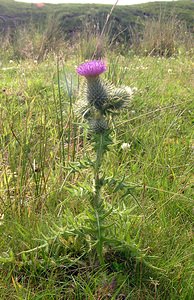 Cirsium vulgare (Asteraceae)  - Cirse commun, Cirse à feuilles lancéolées, Cirse lancéolé - Spear Thistle Highland [Royaume-Uni] 20/07/2006 - 230m