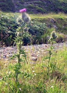 Cirsium vulgare (Asteraceae)  - Cirse commun, Cirse à feuilles lancéolées, Cirse lancéolé - Spear Thistle Highland [Royaume-Uni] 20/07/2006 - 230m
